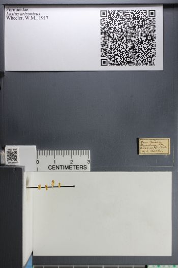 Media type: image; Entomology 526807
